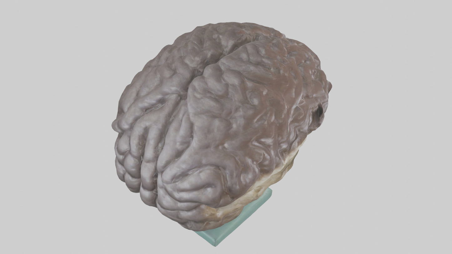 Otter Brain 3D model