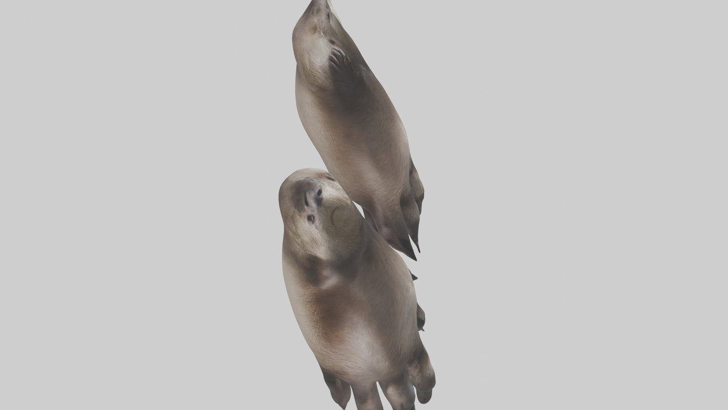 3D model Otter Paws VR / AR / low-poly