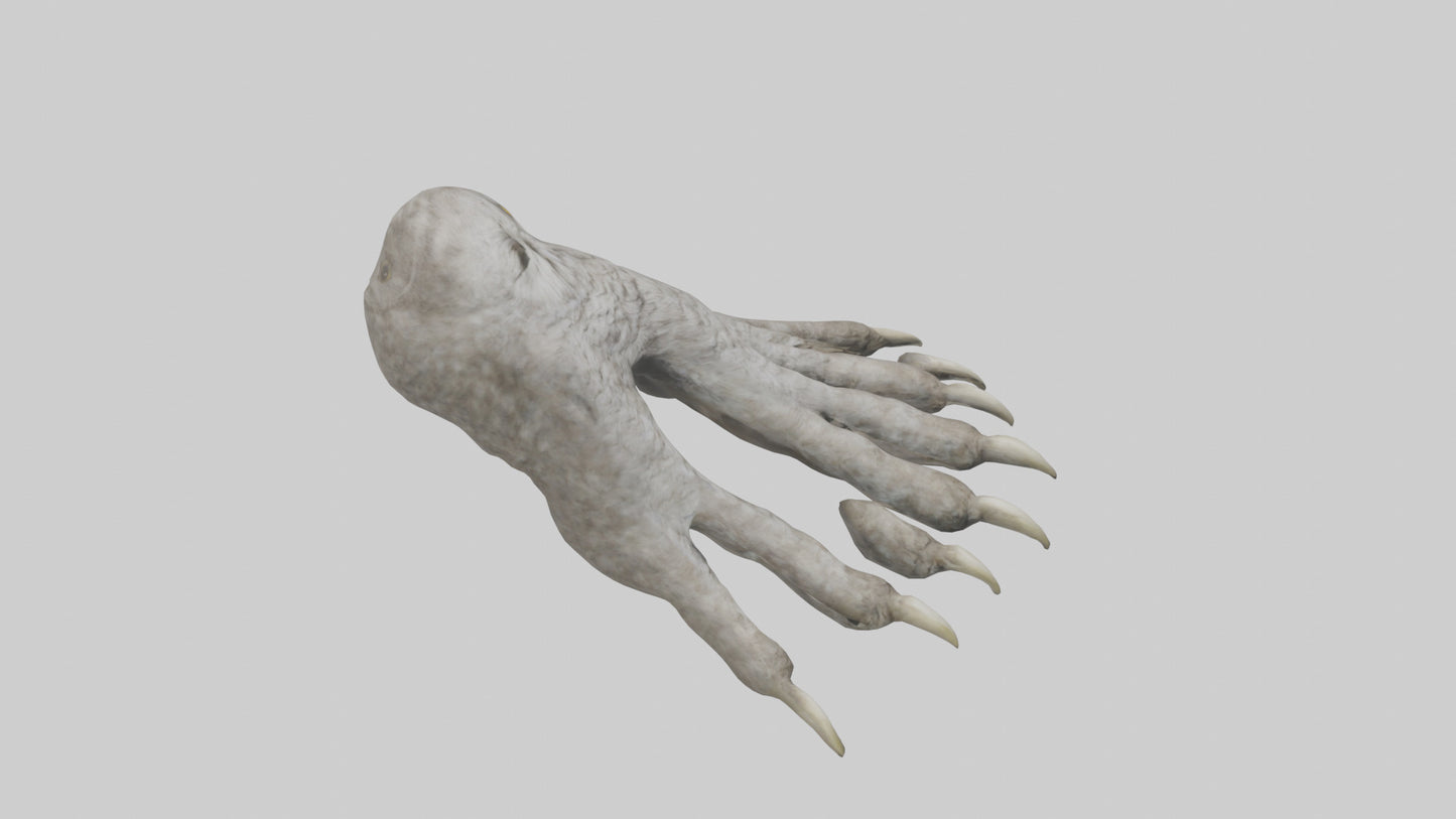Owl Talons Model VR / AR / low-poly