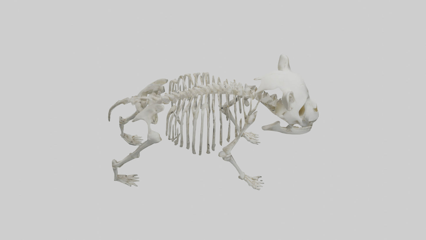 3D model Panda Skeleton model VR / AR / low-poly