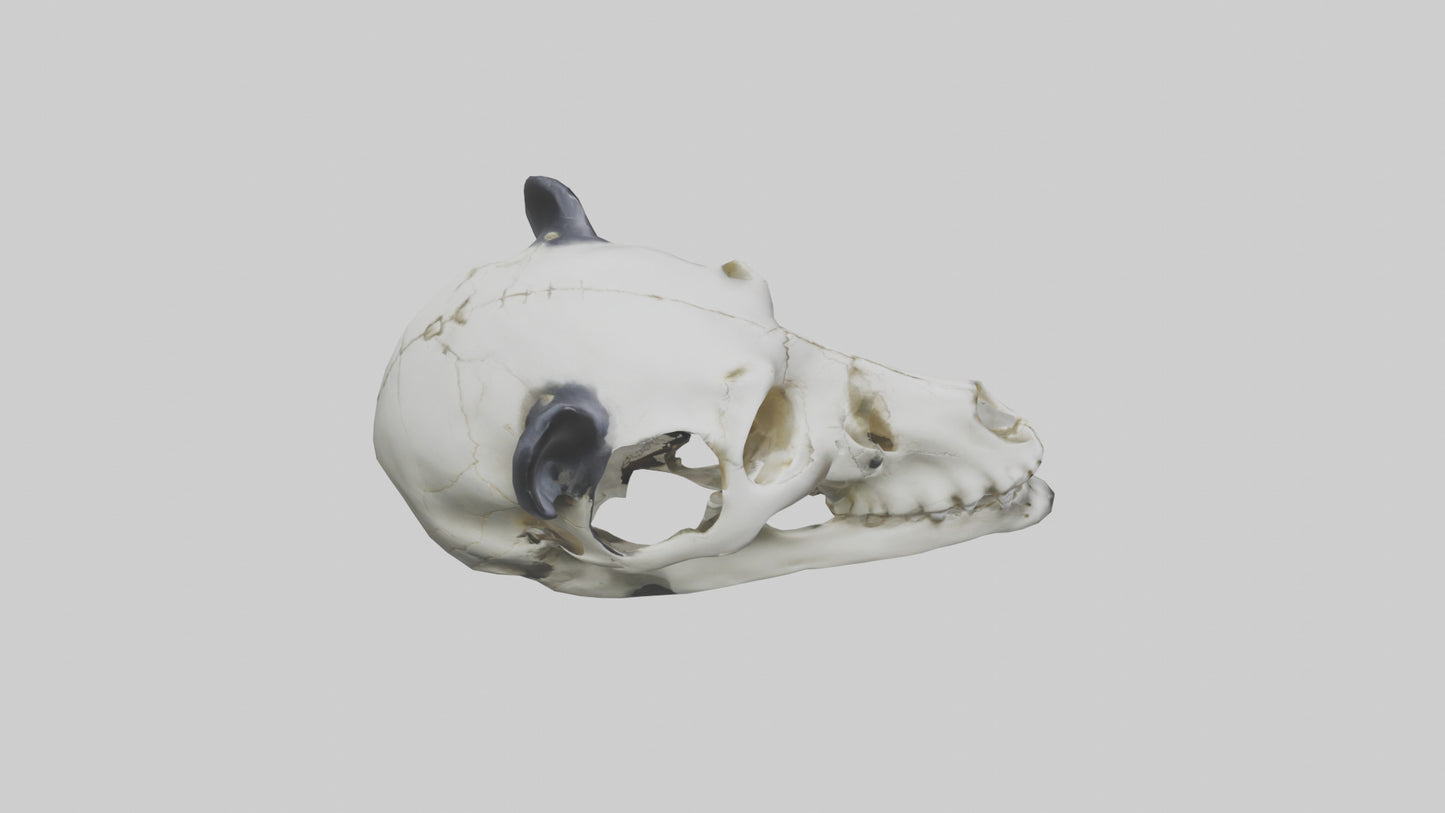 3D model Panda Skull VR / AR / low-poly