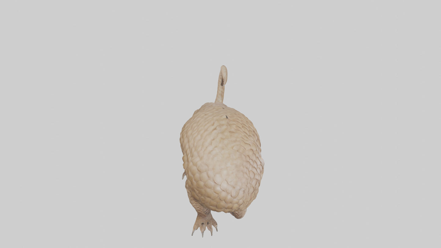 3D model Pangolin Body Model VR / AR / low-poly