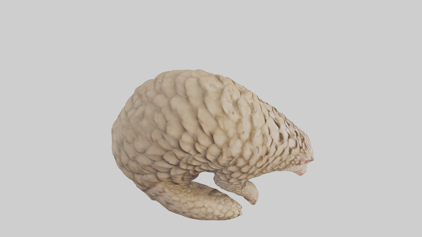 Pangolin curled up model VR / AR / low-poly