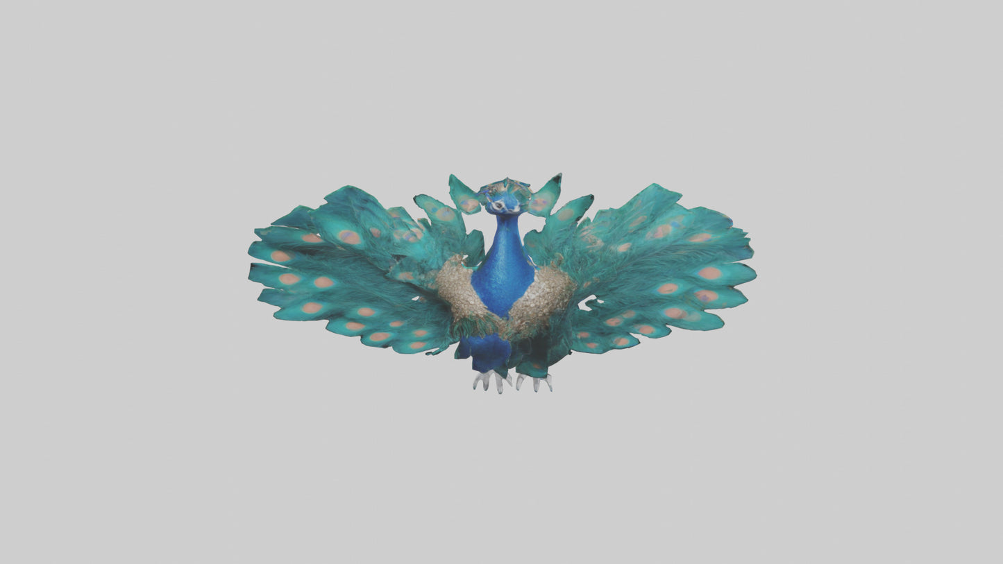 3D model Peacock spreading feathers model VR / AR / low-poly