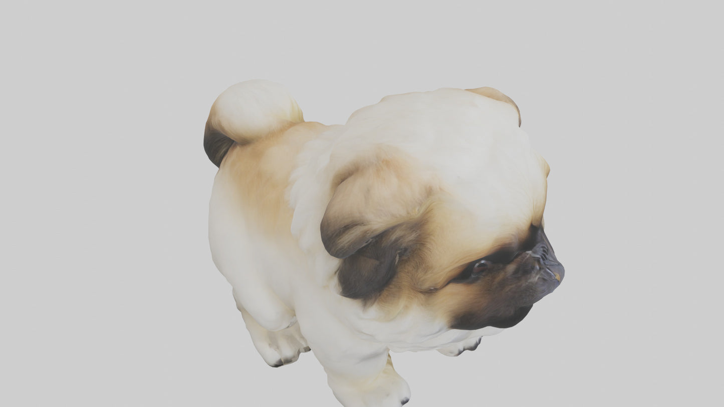 3D model Pekingese Dog sitting model VR / AR / low-poly