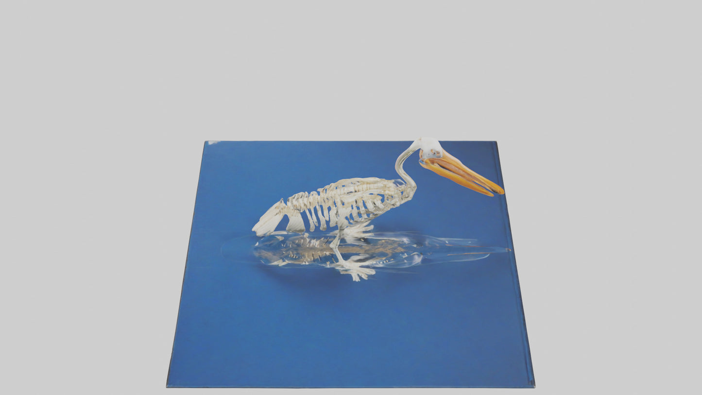 3D model Pelican Skeleton model VR / AR / low-poly