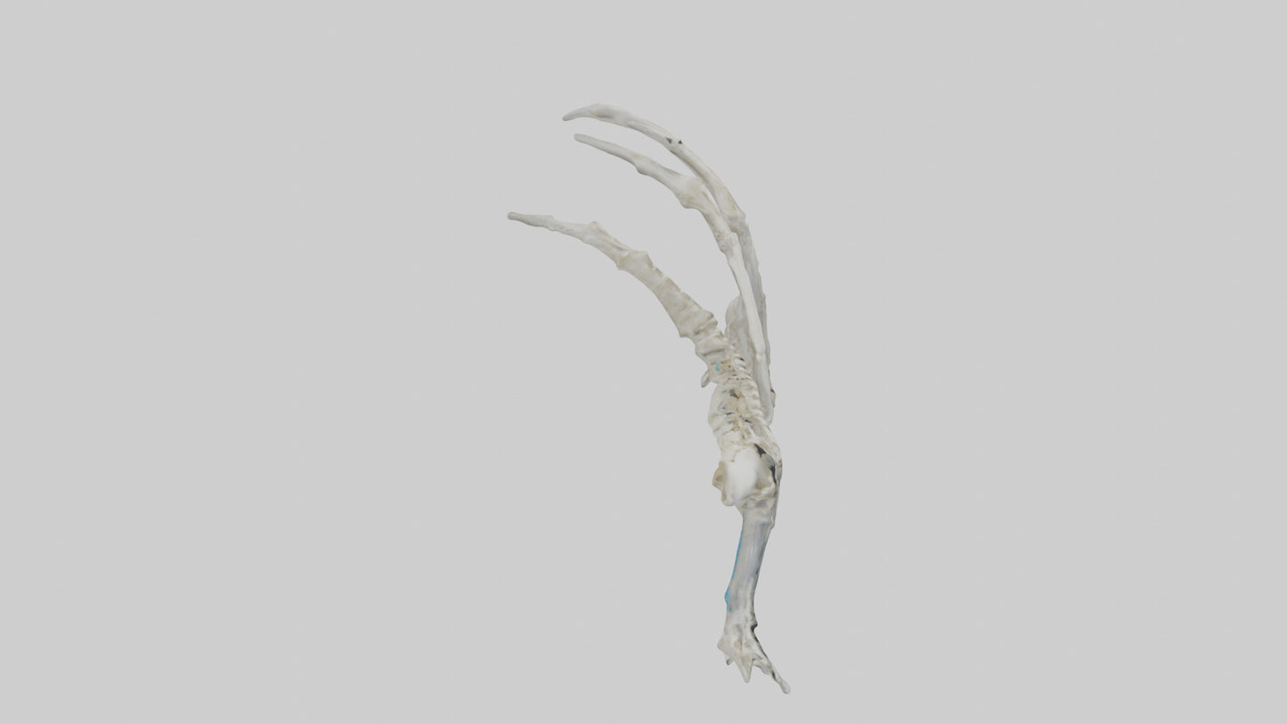 Penguin Flipper Skeleton model VR / AR / low-poly