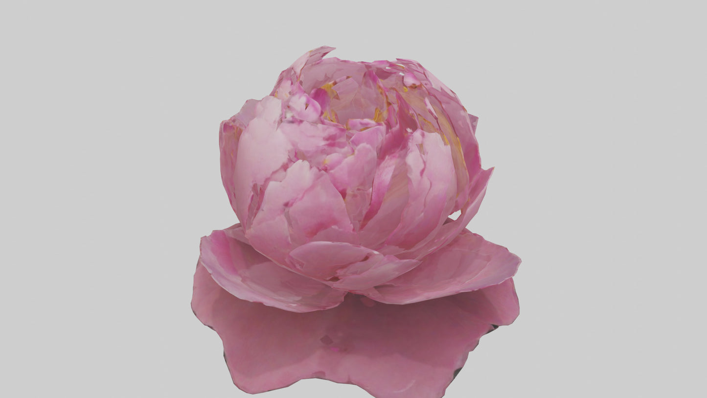 3D model Peony Flower model 2 VR / AR / low-poly