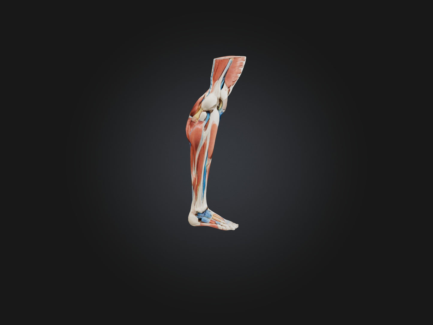 3D model Peroneus Longus Muscle Model VR / AR / low-poly