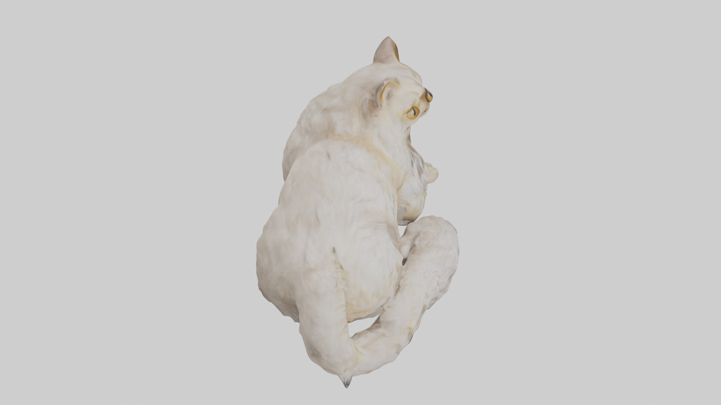 Persian Cat resting model VR / AR / low-poly