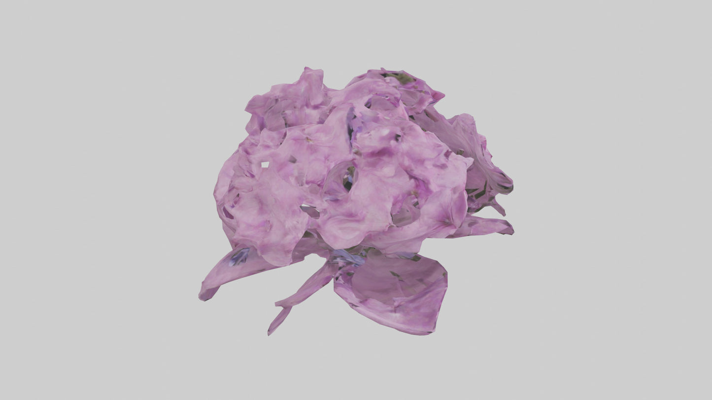 3D model Phlox model VR / AR / low-poly