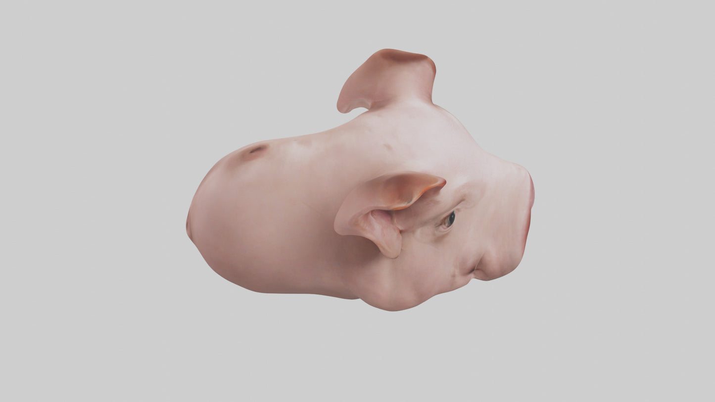 Pig Snout Model VR / AR / low-poly