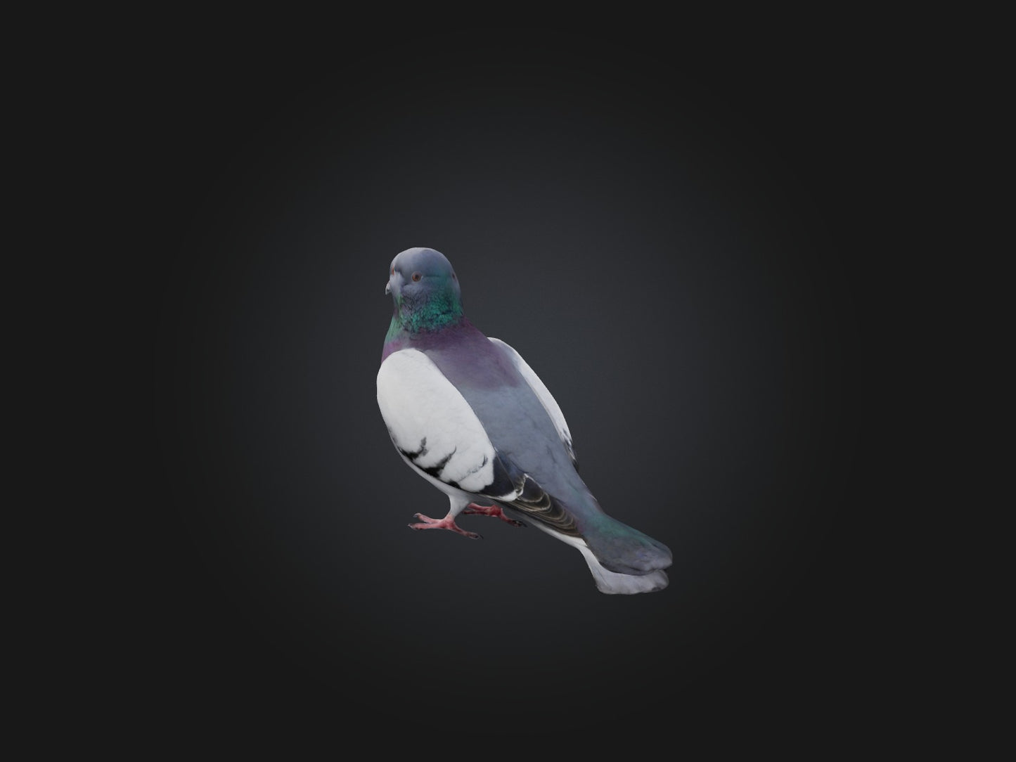 Pigeon Animated and Rigged Model 3D model animated