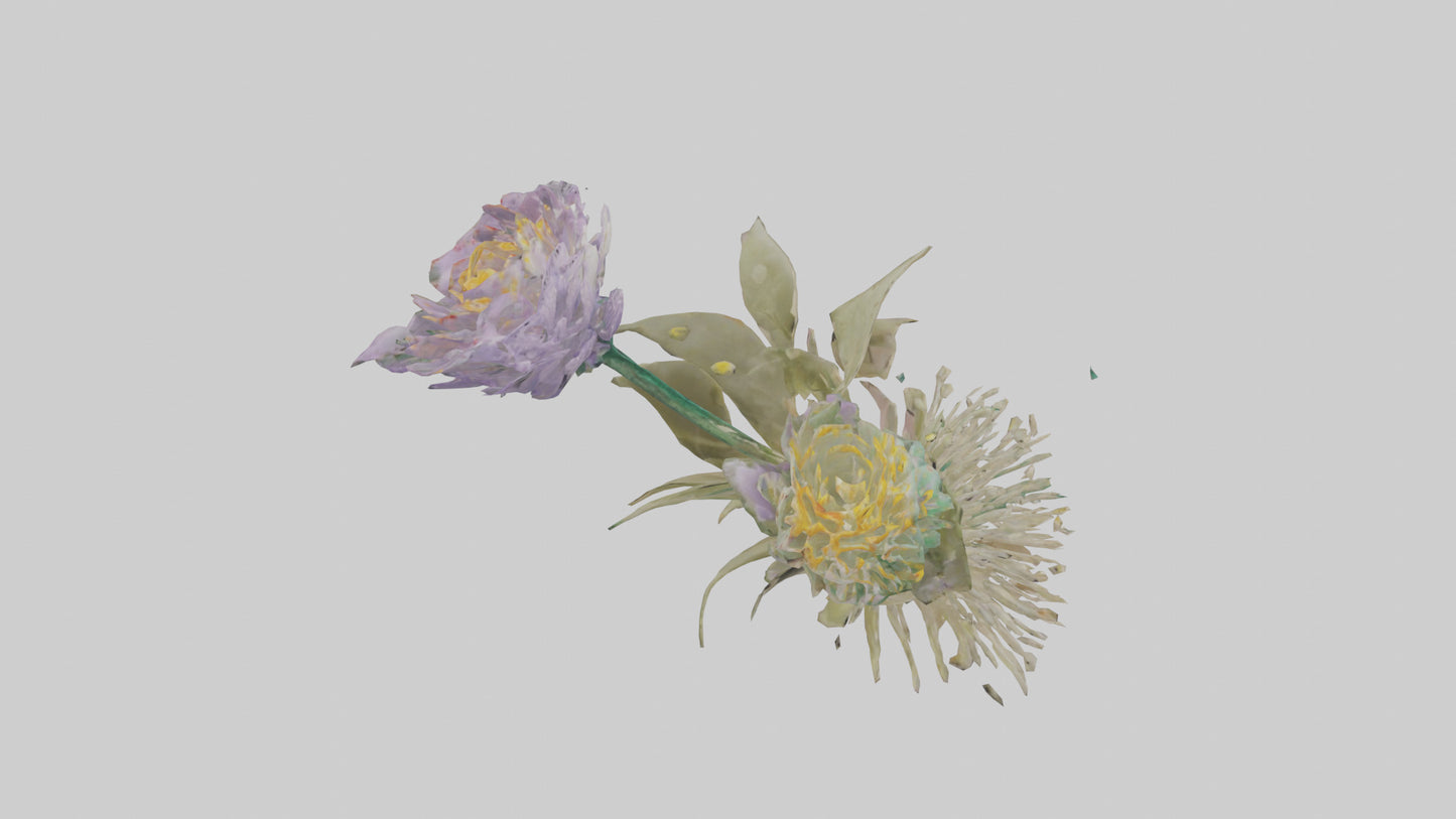 3D model Pincushion flower model VR / AR / low-poly