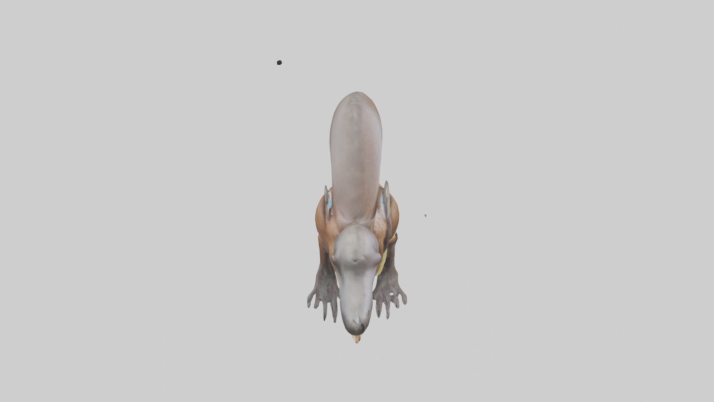 Platypus Bill 3D model