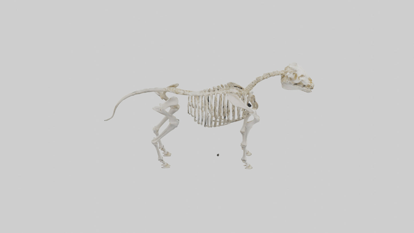 3D model Pleistocene Horse Skeleton model VR / AR / low-poly