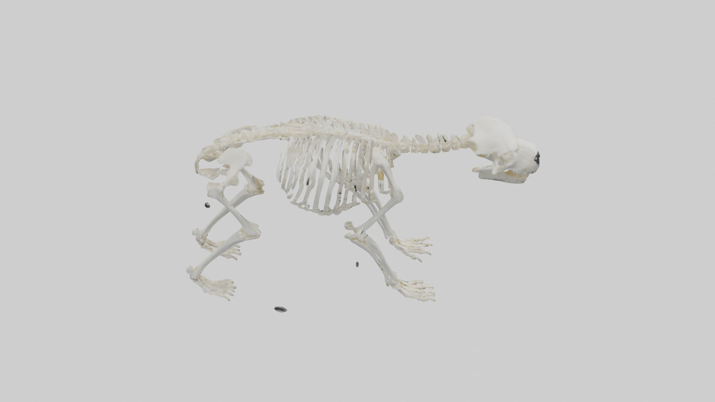 3D model Polar Bear Skeleton model VR / AR / low-poly