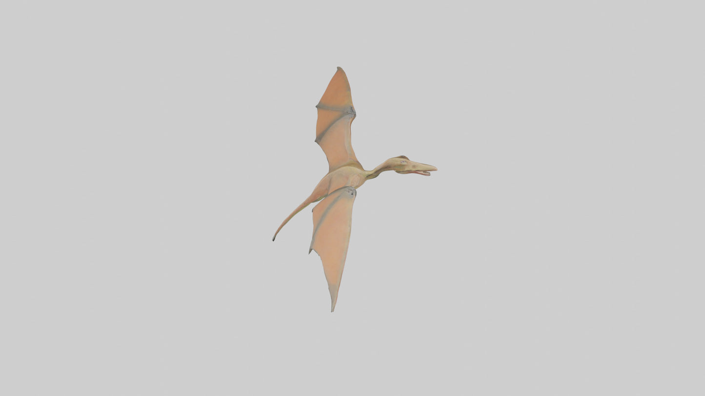 3D model Pteranodon model VR / AR / low-poly