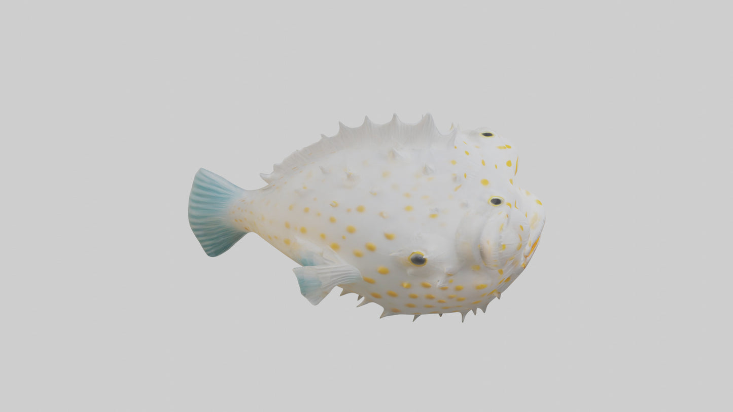 3D model Pufferfish inflated model VR / AR / low-poly