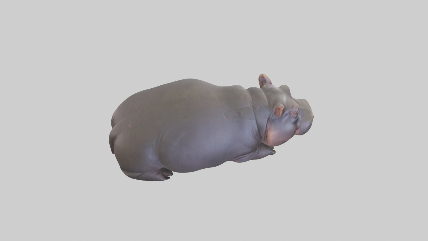 3D model Pygmy Hippo lying down model VR / AR / low-poly