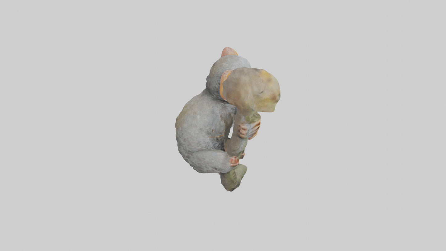 Pygmy Marmoset climbing model VR / AR / low-poly