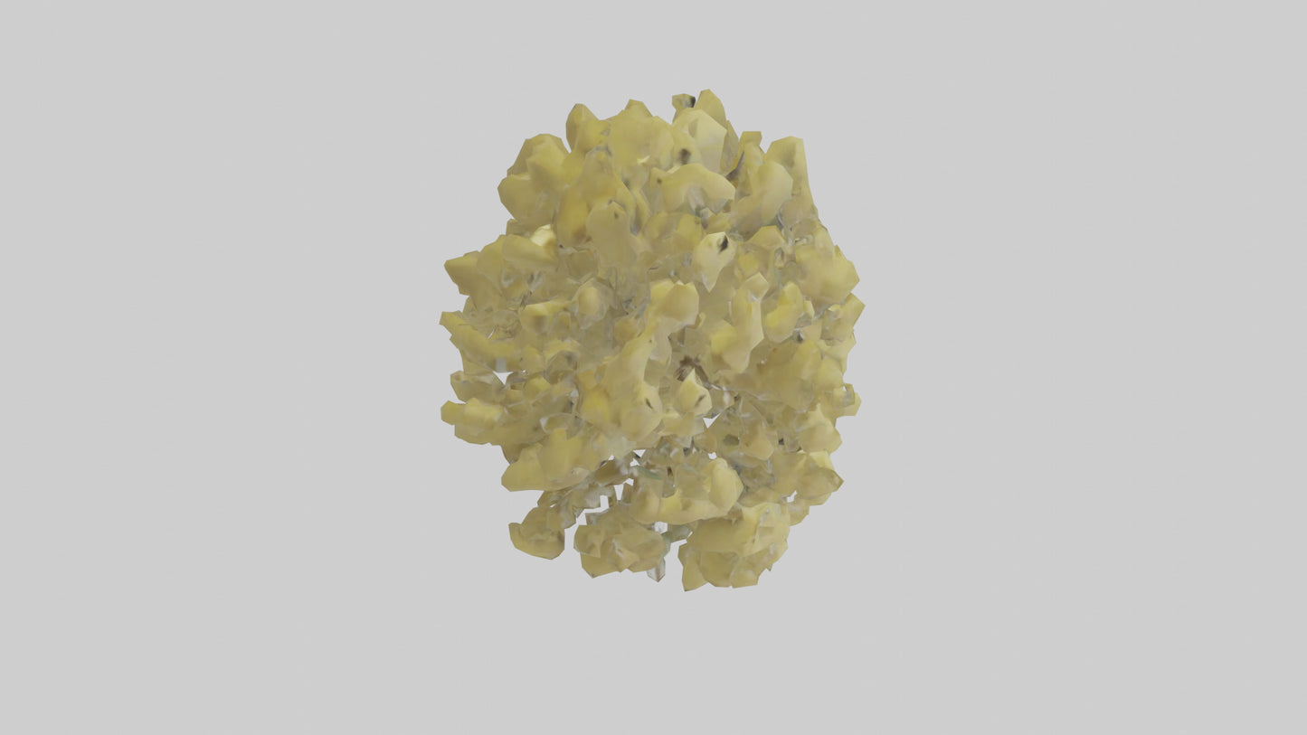 3D model Quaking Aspen tree model VR / AR / low-poly