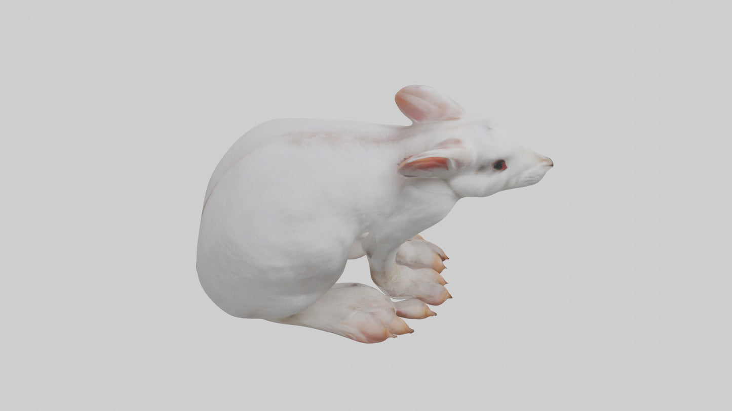 3D model Rabbit Feet VR / AR / low-poly