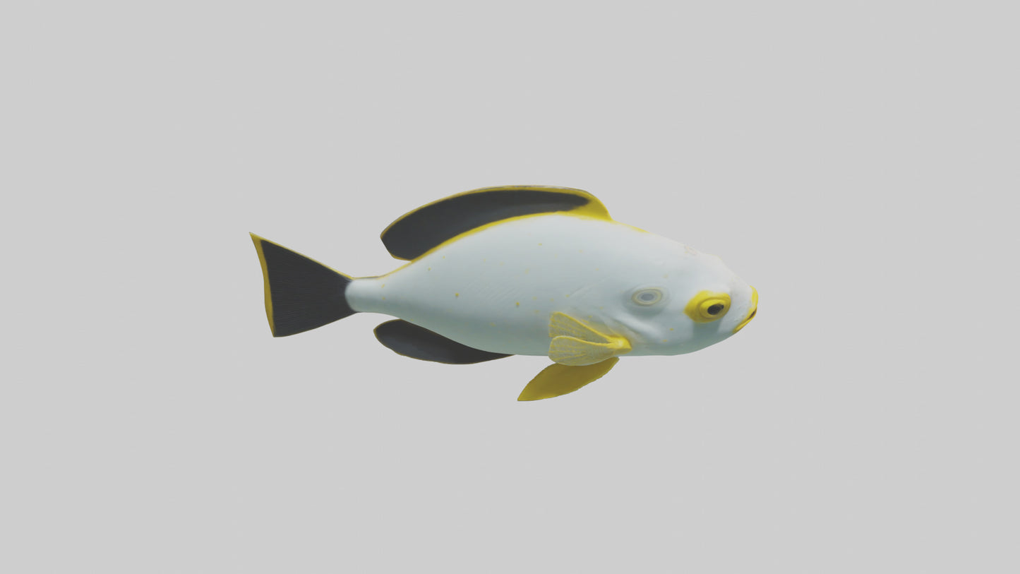 3D model Rabbitfish darting through reef model VR / AR / low-poly