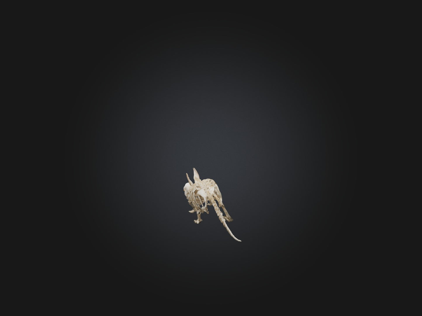 Realistic Armadillo Skeleton Model VR / AR / low-poly