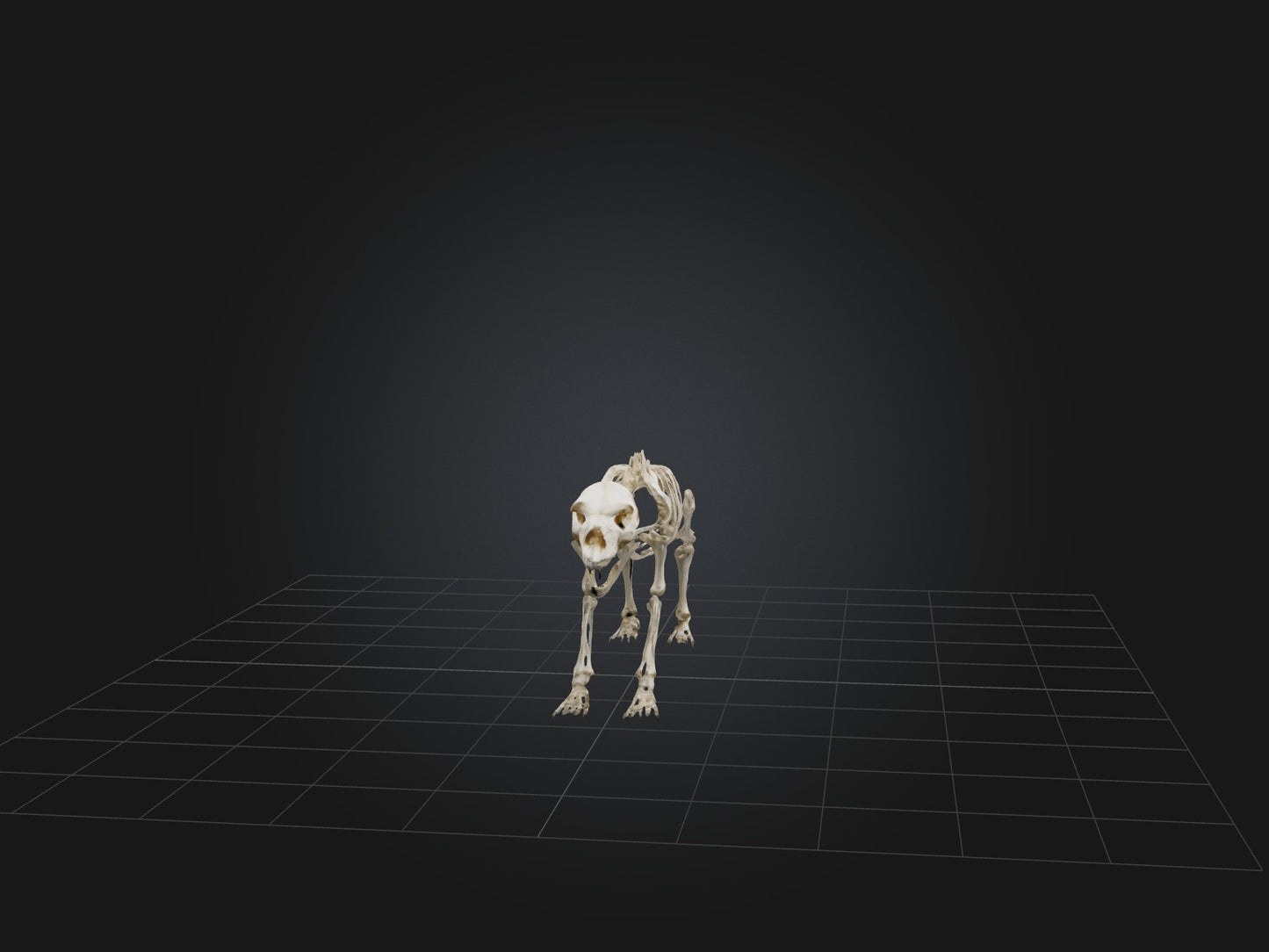 Realistic Bear Skeleton Model VR / AR / low-poly
