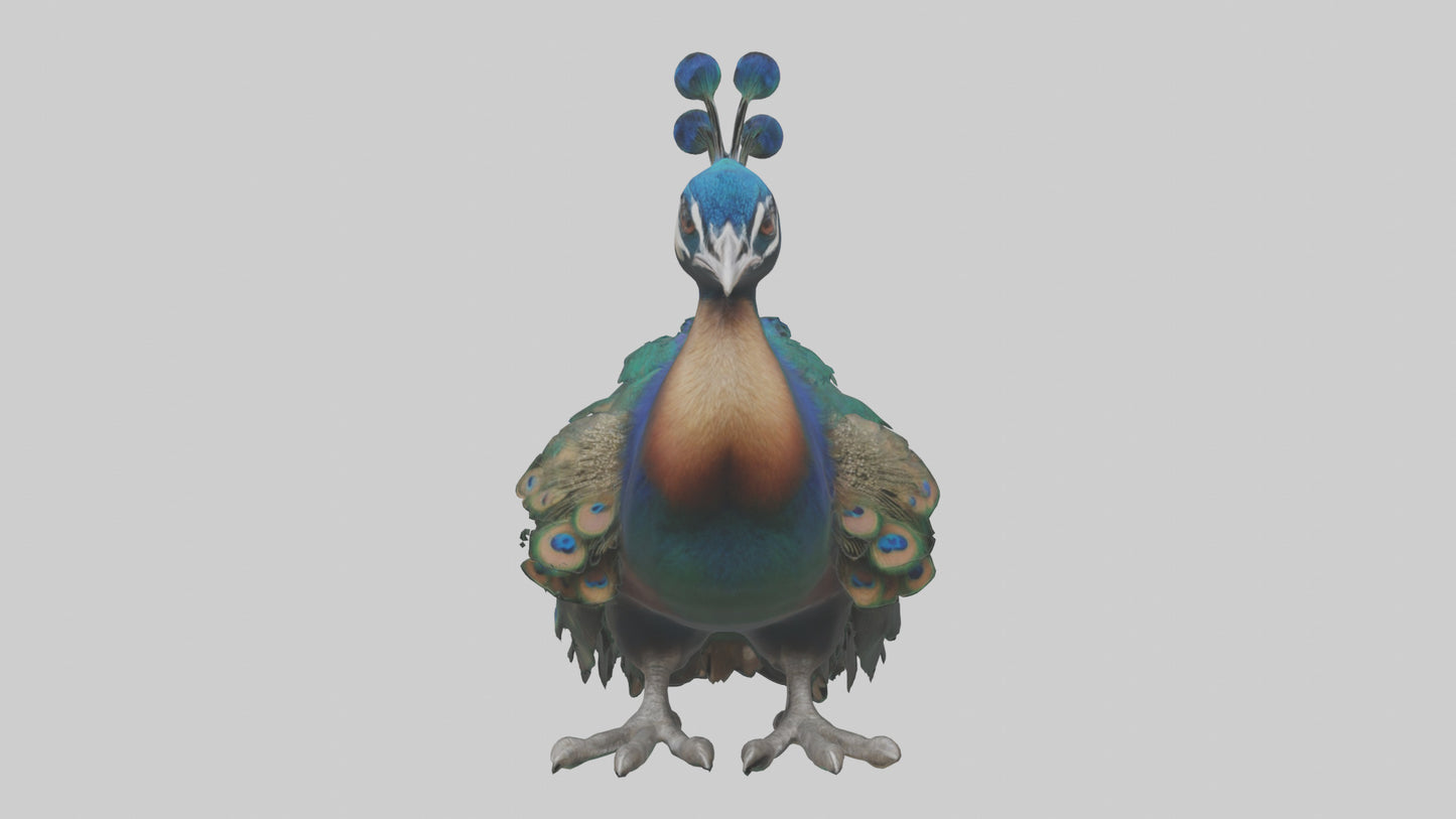 3D model Realistic Pteranodon Model VR / AR / low-poly