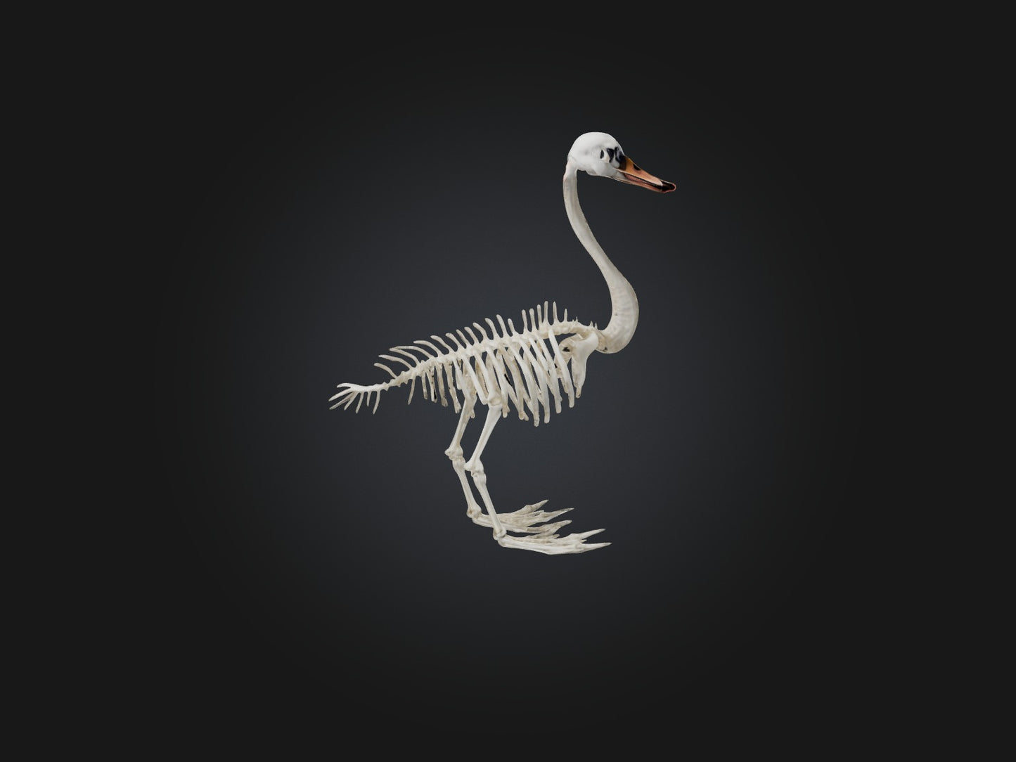 3D model Realistic Swan Skeleton Model VR / AR / low-poly