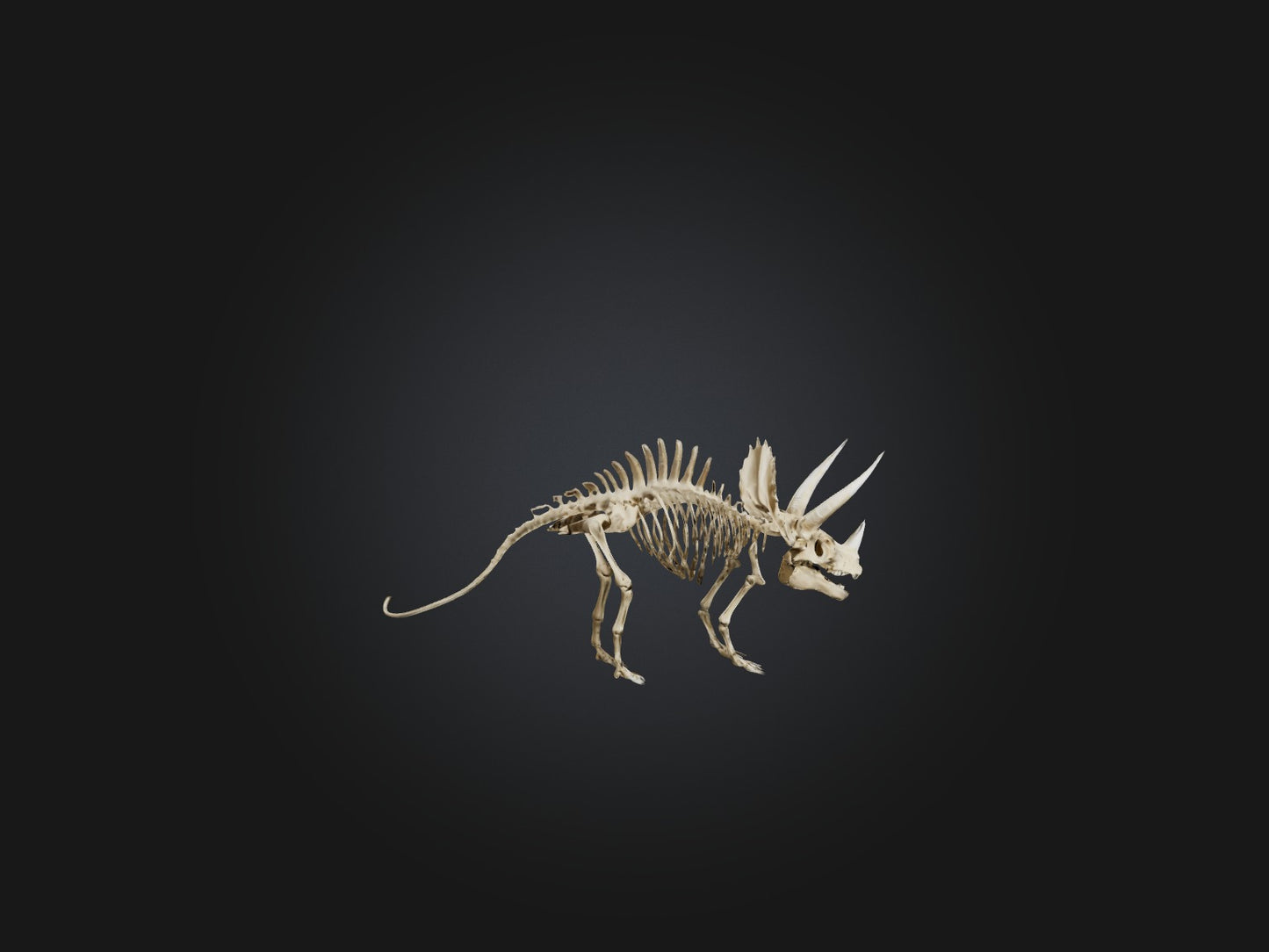 3D model Realistic Triceratops Skeleton Model VR / AR / low-poly