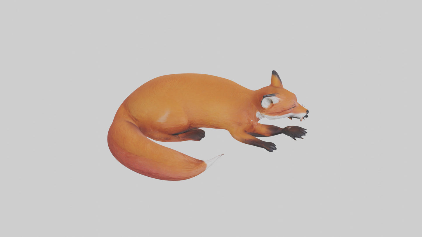 Red Fox resting model VR / AR / low-poly