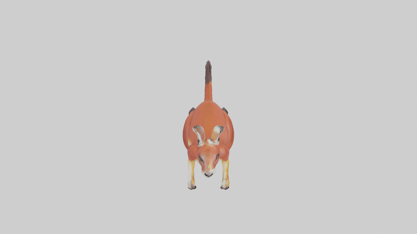 Red Kangaroo hopping model VR / AR / low-poly