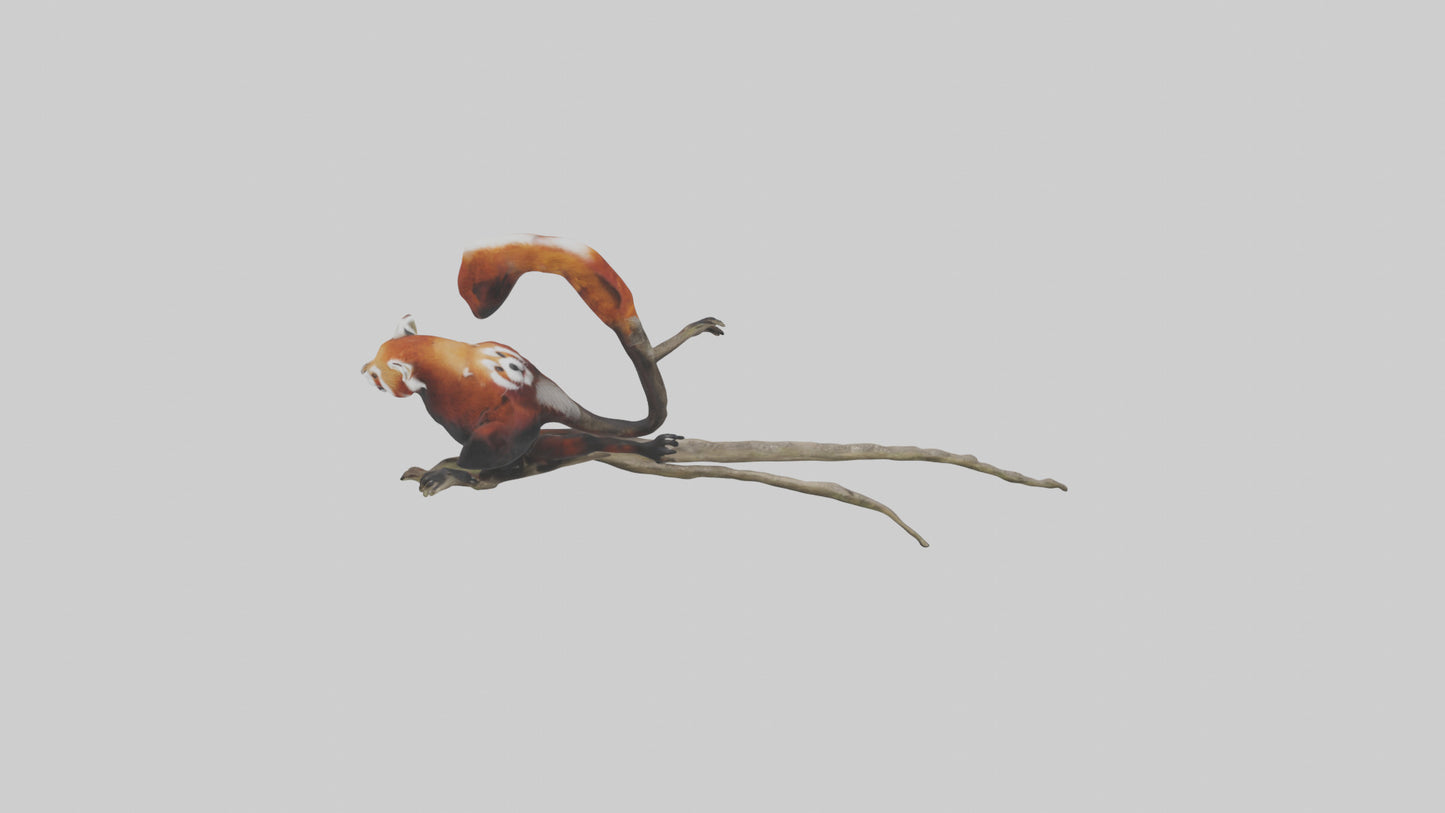 Red Panda climbing model VR / AR / low-poly