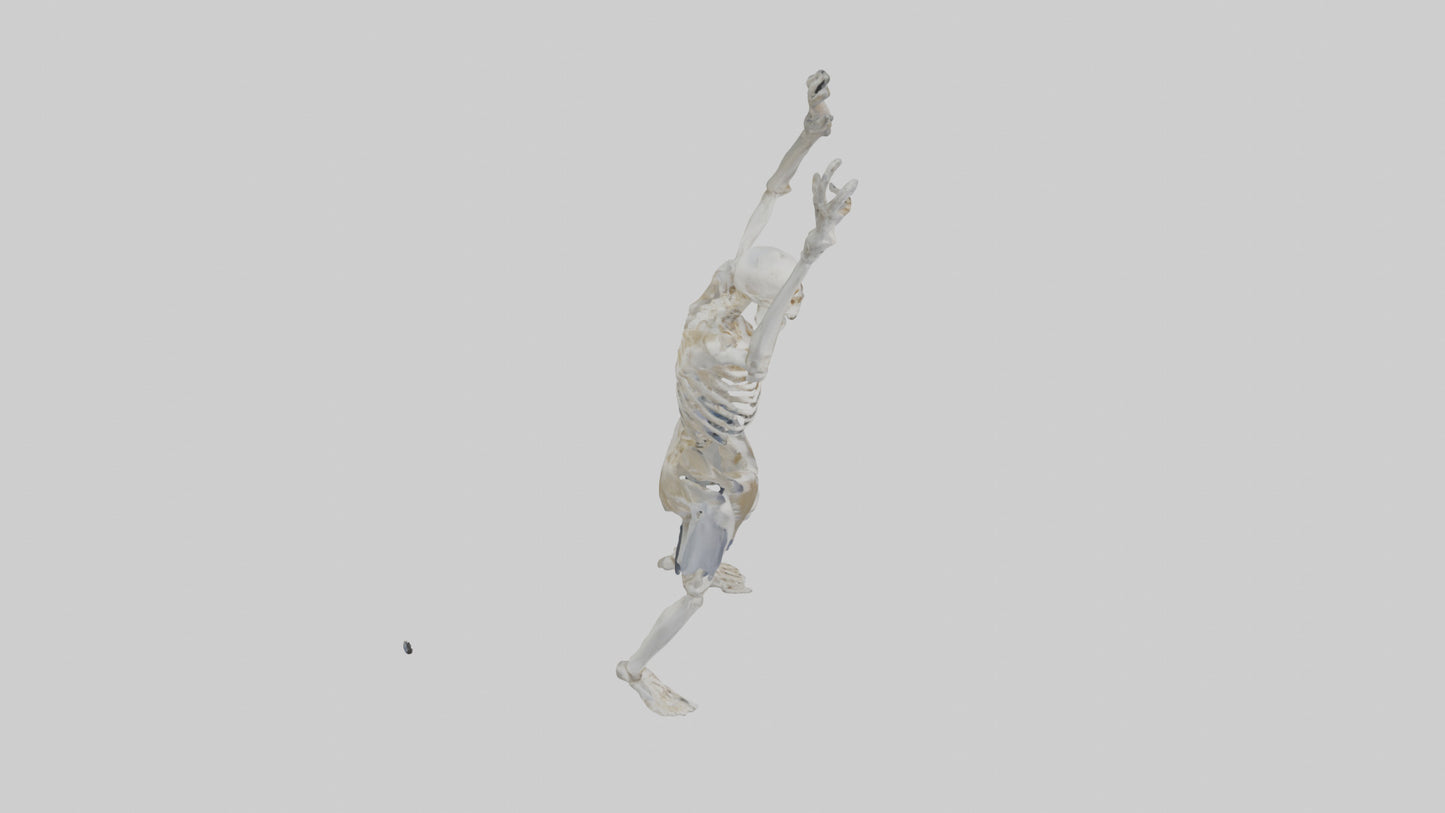3D model Risen skeleton model VR / AR / low-poly