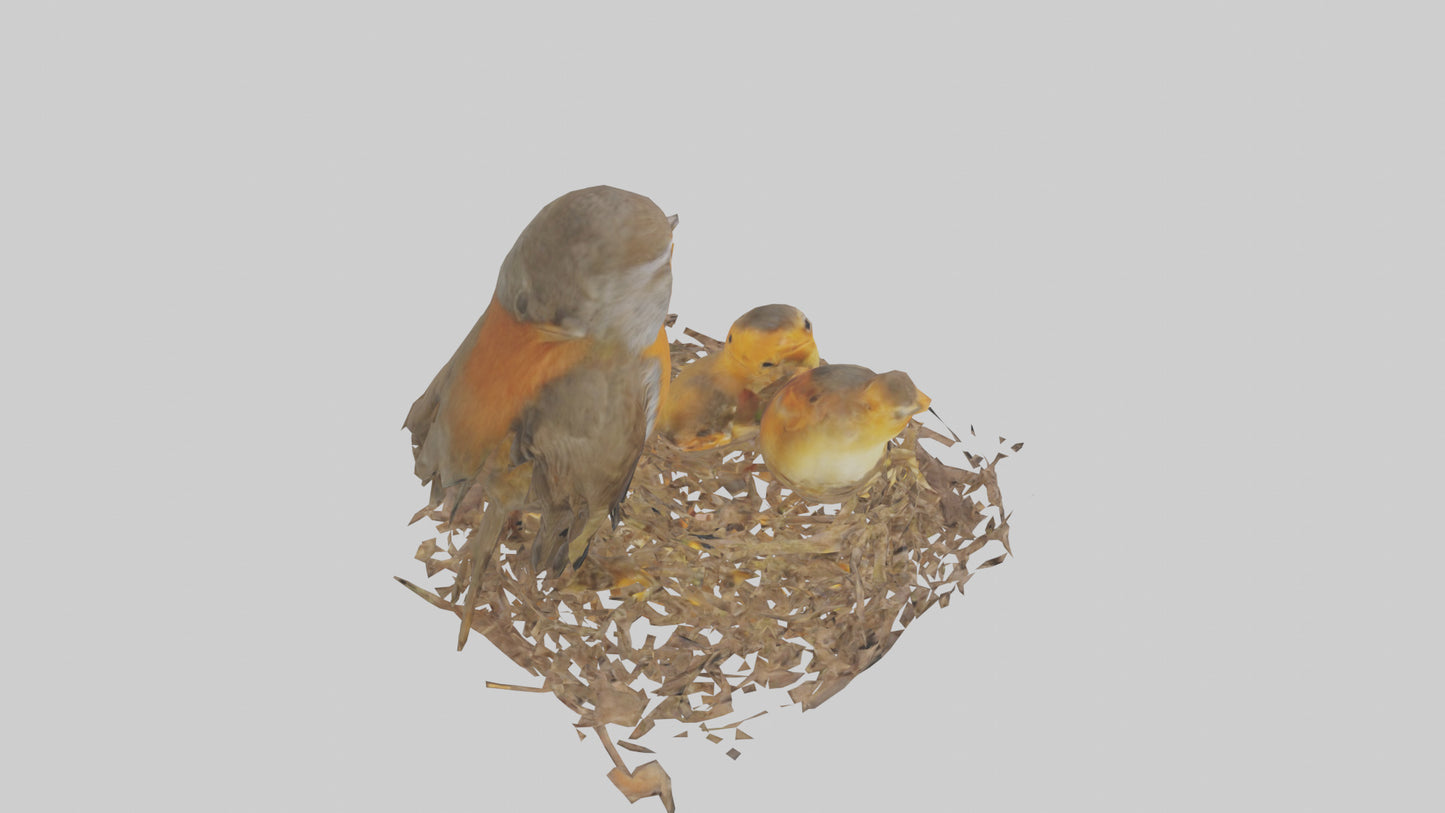 Robin feeding chicks model VR / AR / low-poly