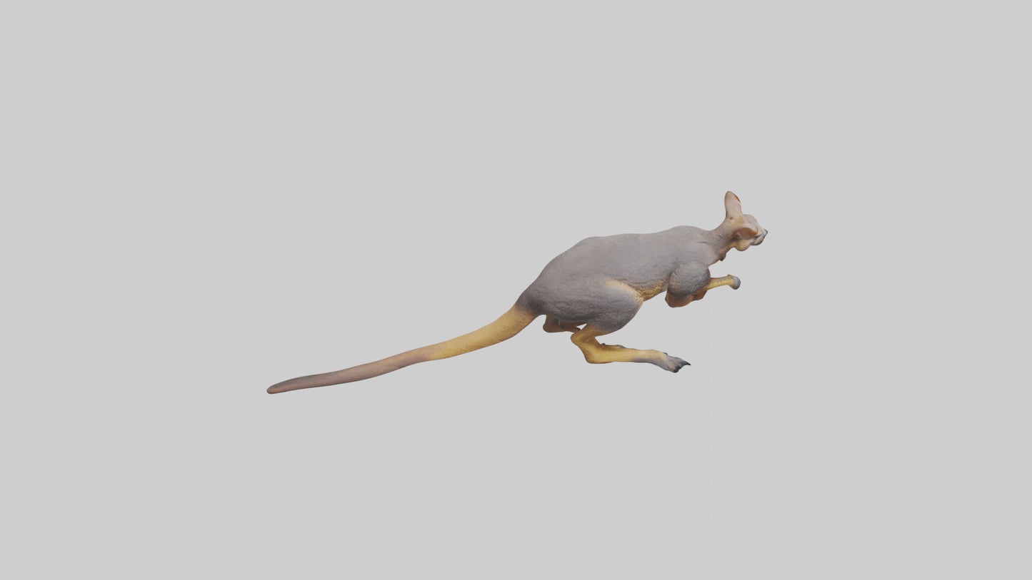 Rock Wallaby climbing model 3D model