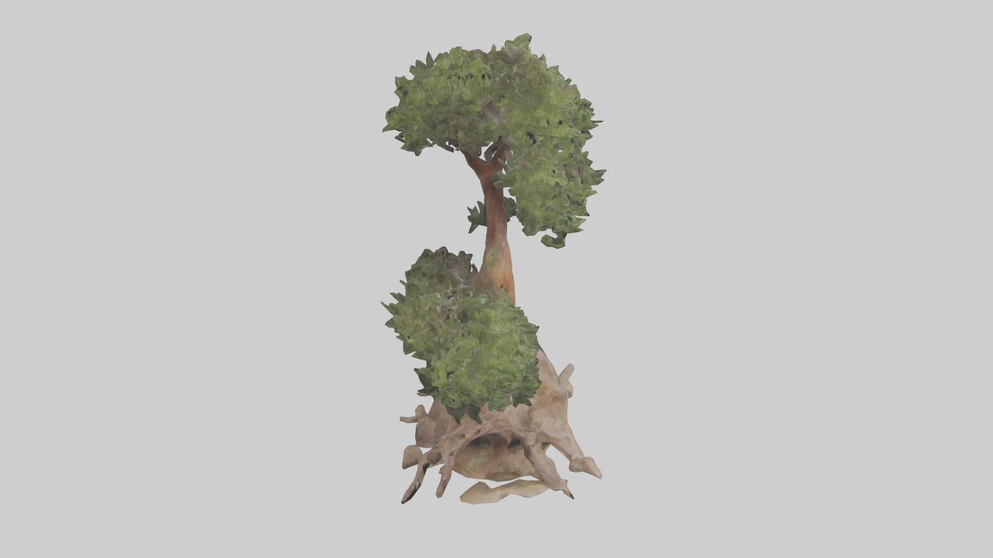 3D model Rocky Mountain Juniper tree model VR / AR / low-poly