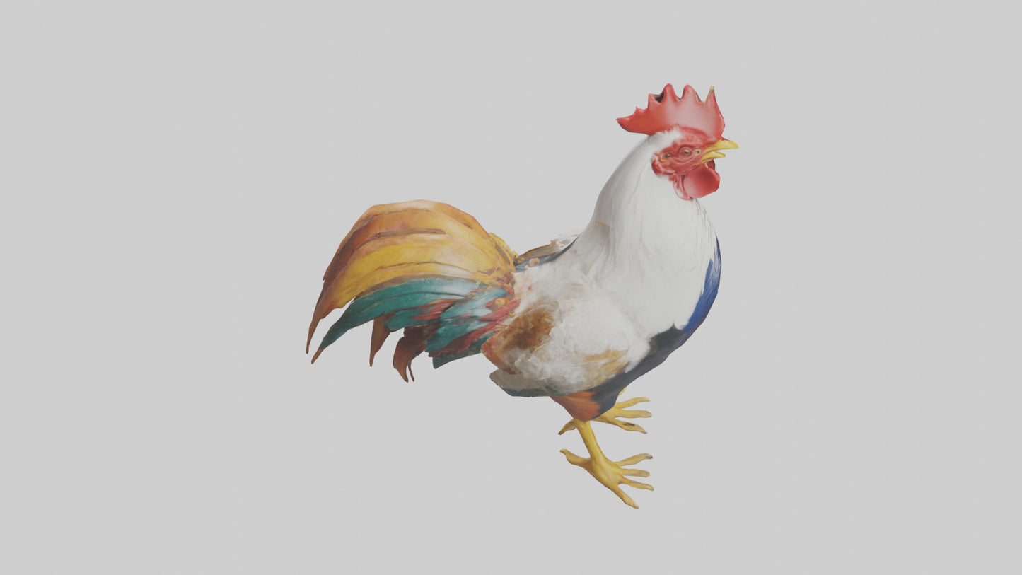 Rooster crowing model VR / AR / low-poly