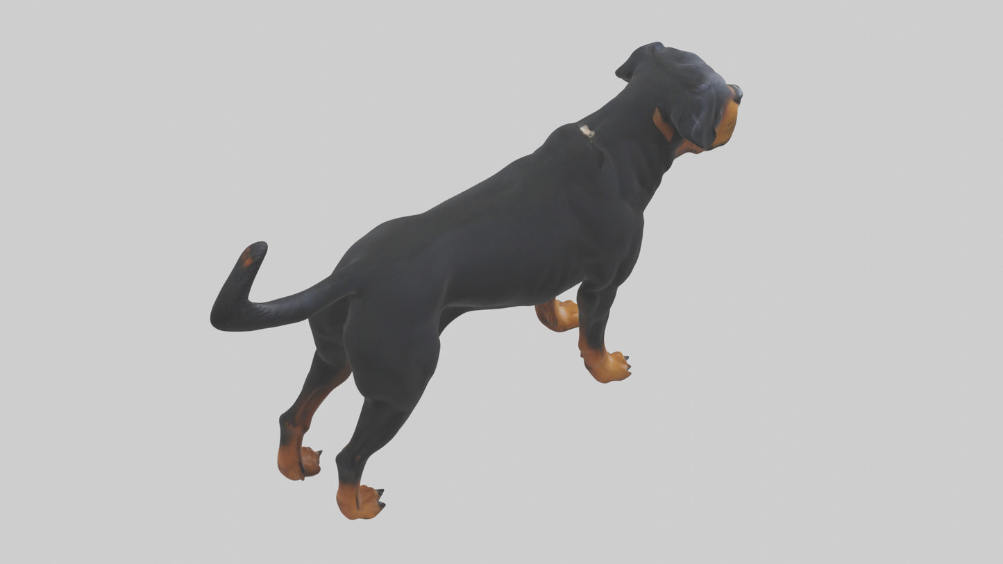 Rottweiler standing guard model 3D model