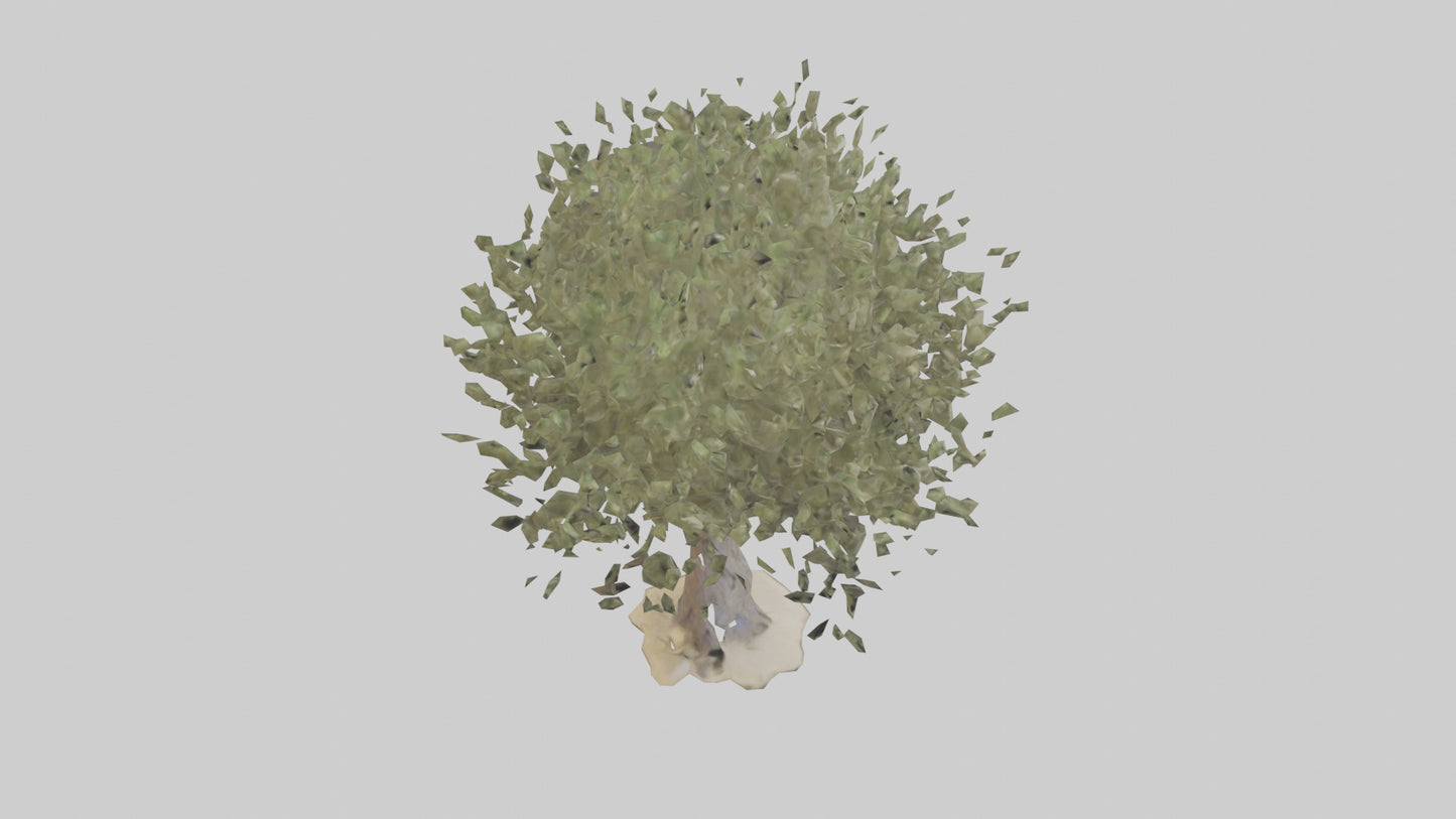 Russian Olive tree model VR / AR / low-poly