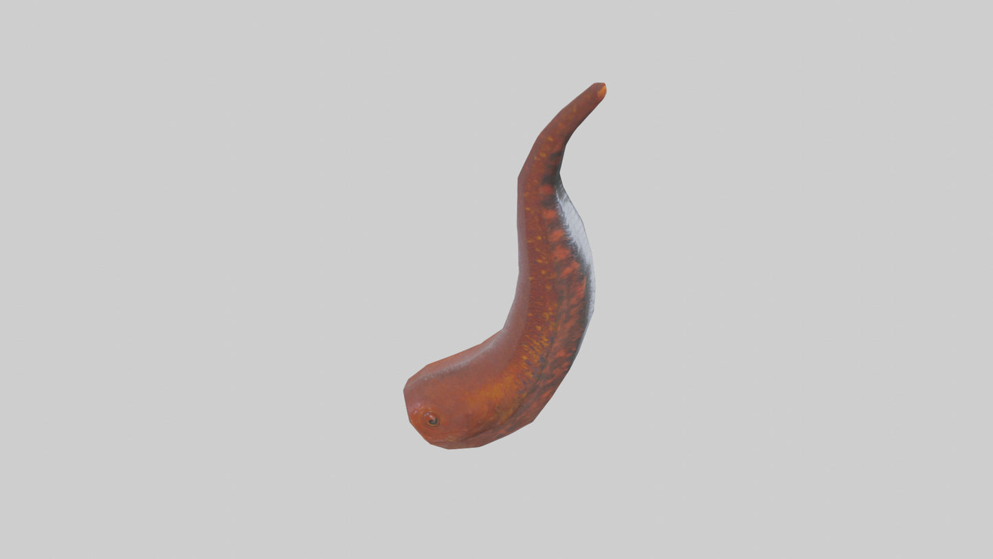 3D model Salamander Tail Model VR / AR / low-poly