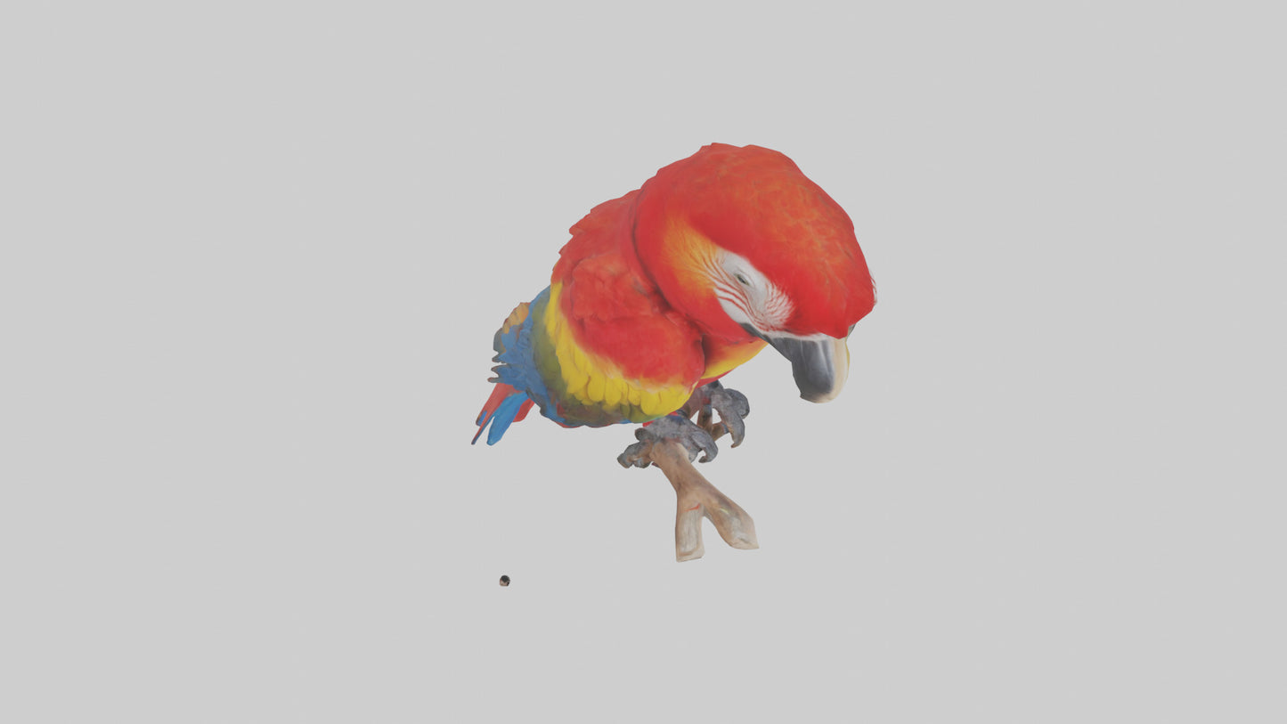 Scarlet Macaw perched model VR / AR / low-poly