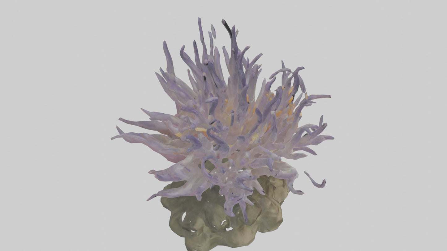 3D model Sea Anemone swaying model VR / AR / low-poly