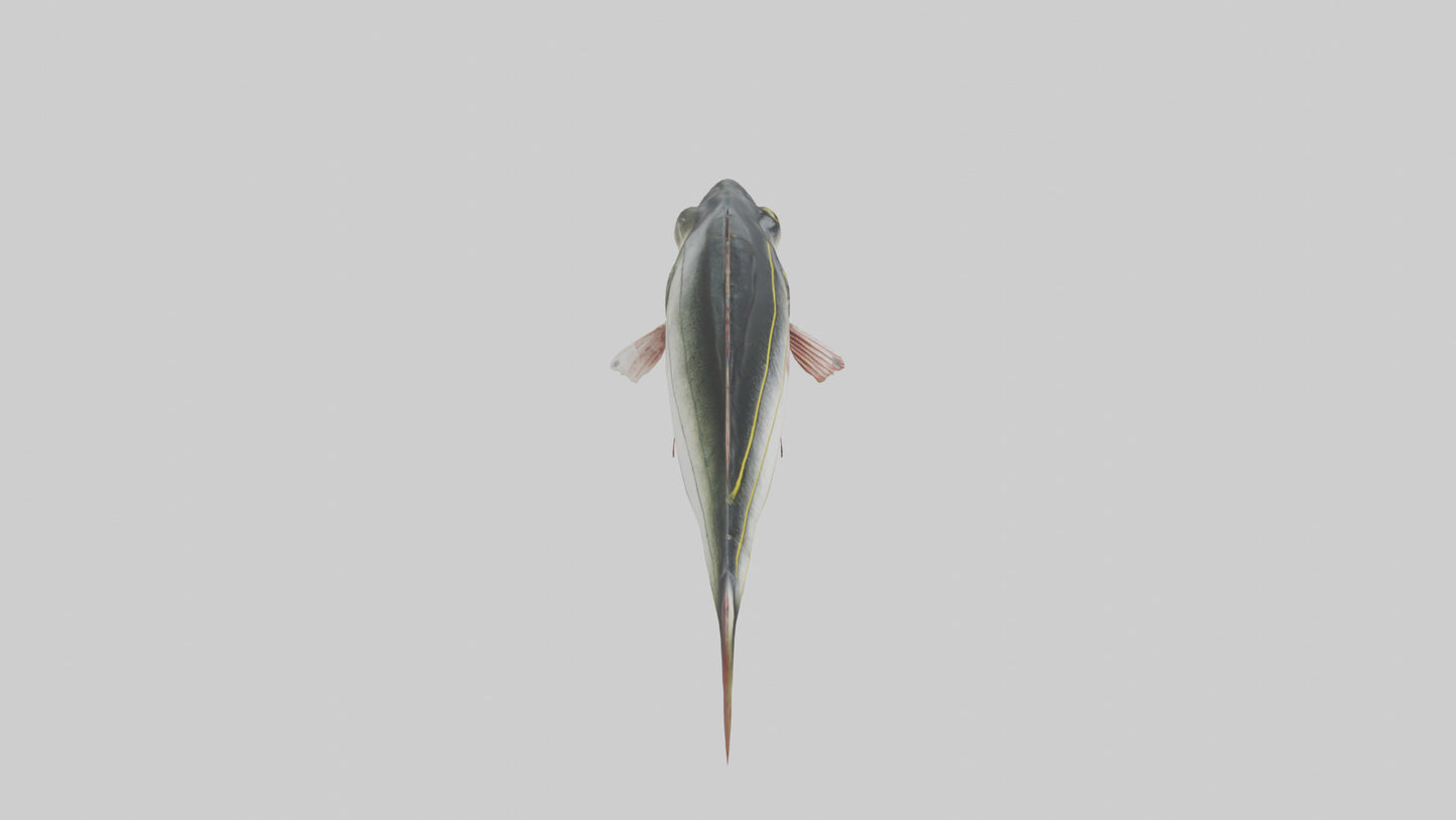 Sea Bass darting model 3D model