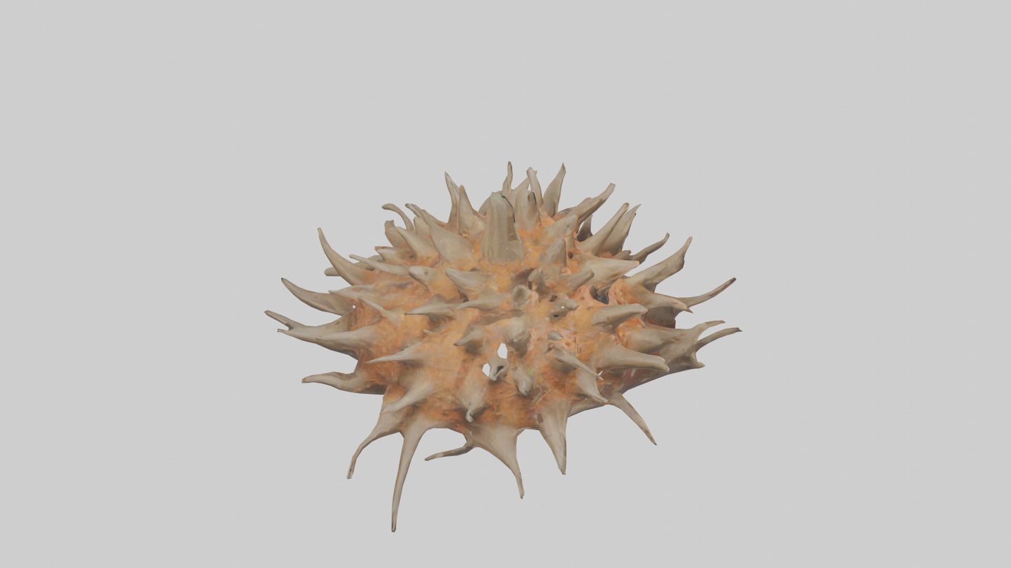 Sea Urchin clinging model 3D model