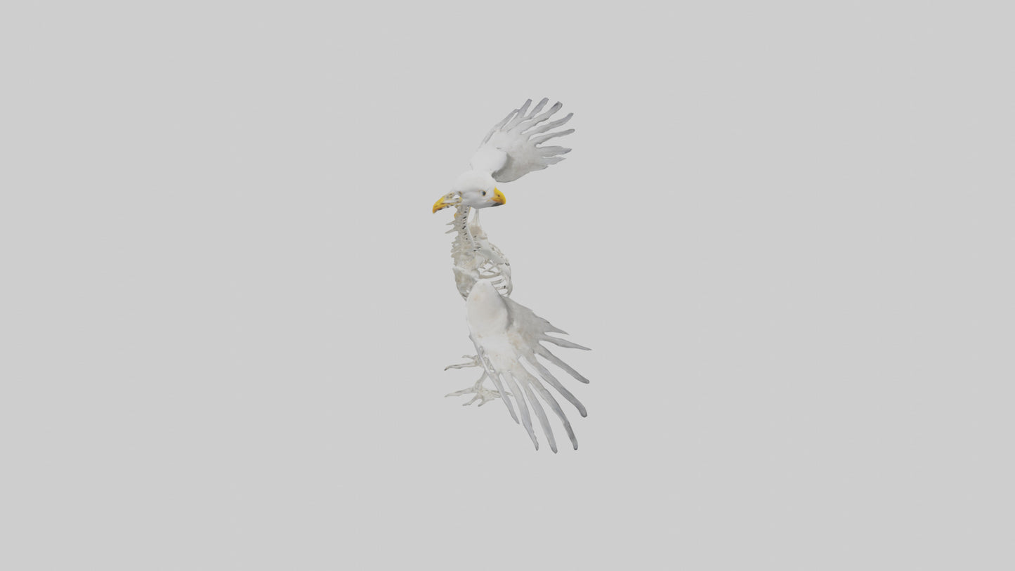 Seagull Skeleton model 3D model