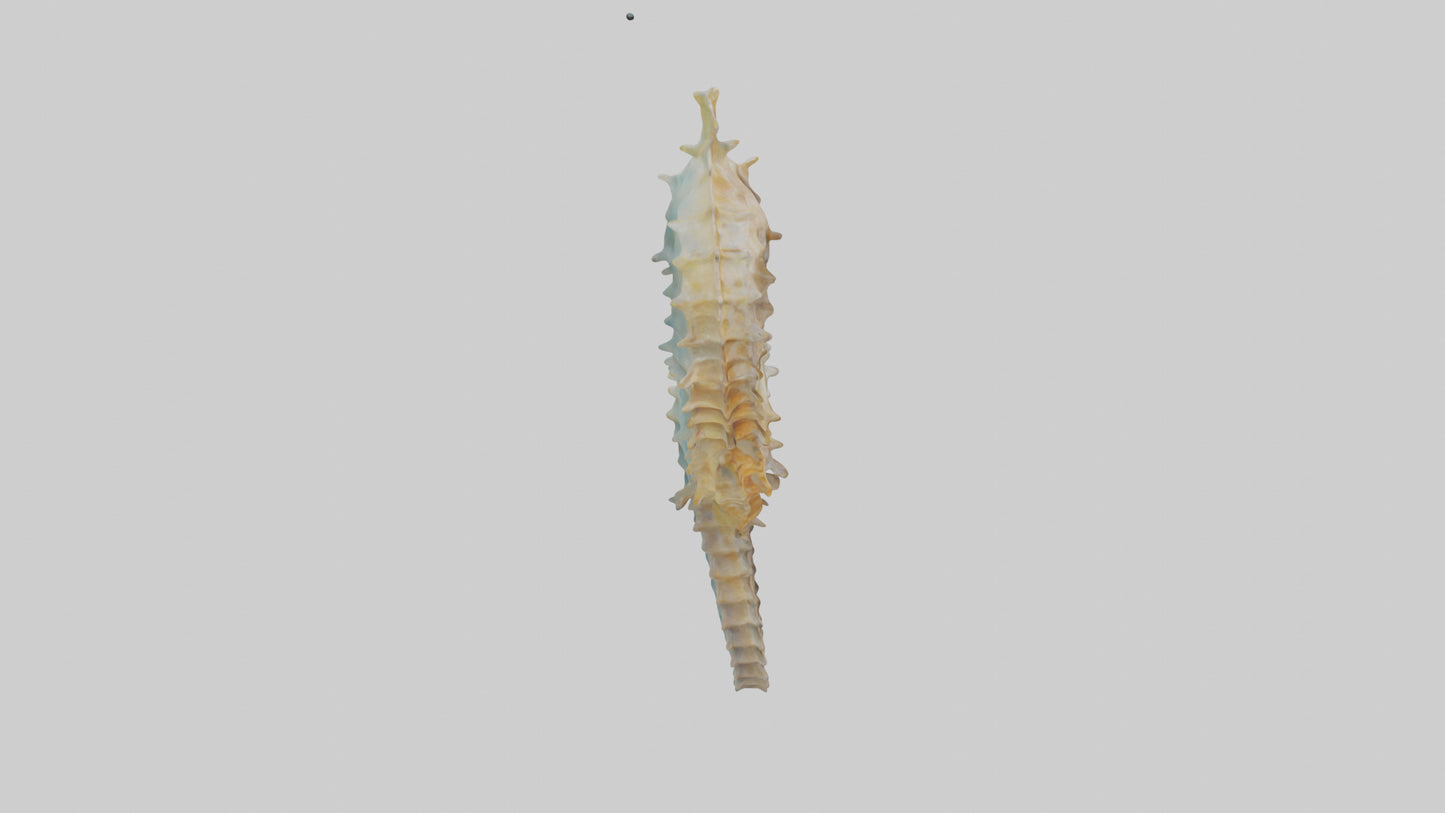 Seahorse Body 3D model